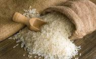 تحقیق برنج